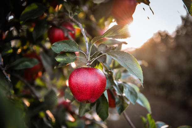 Crisp red and green apples sliced on a table, highlighting the pectin-rich skin that supports gut microbiome and vascular health.