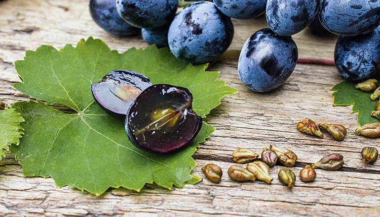 Fresh organic red grapes with deep purple skins alongside a glass of resveratrol-rich red wine on a wooden table.